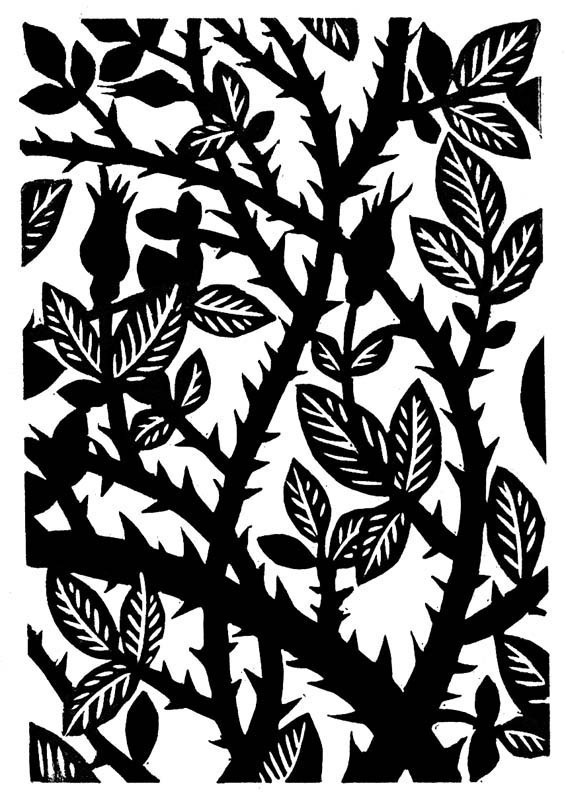 566x800 Rose With Thorns Plant Clipart Black And White