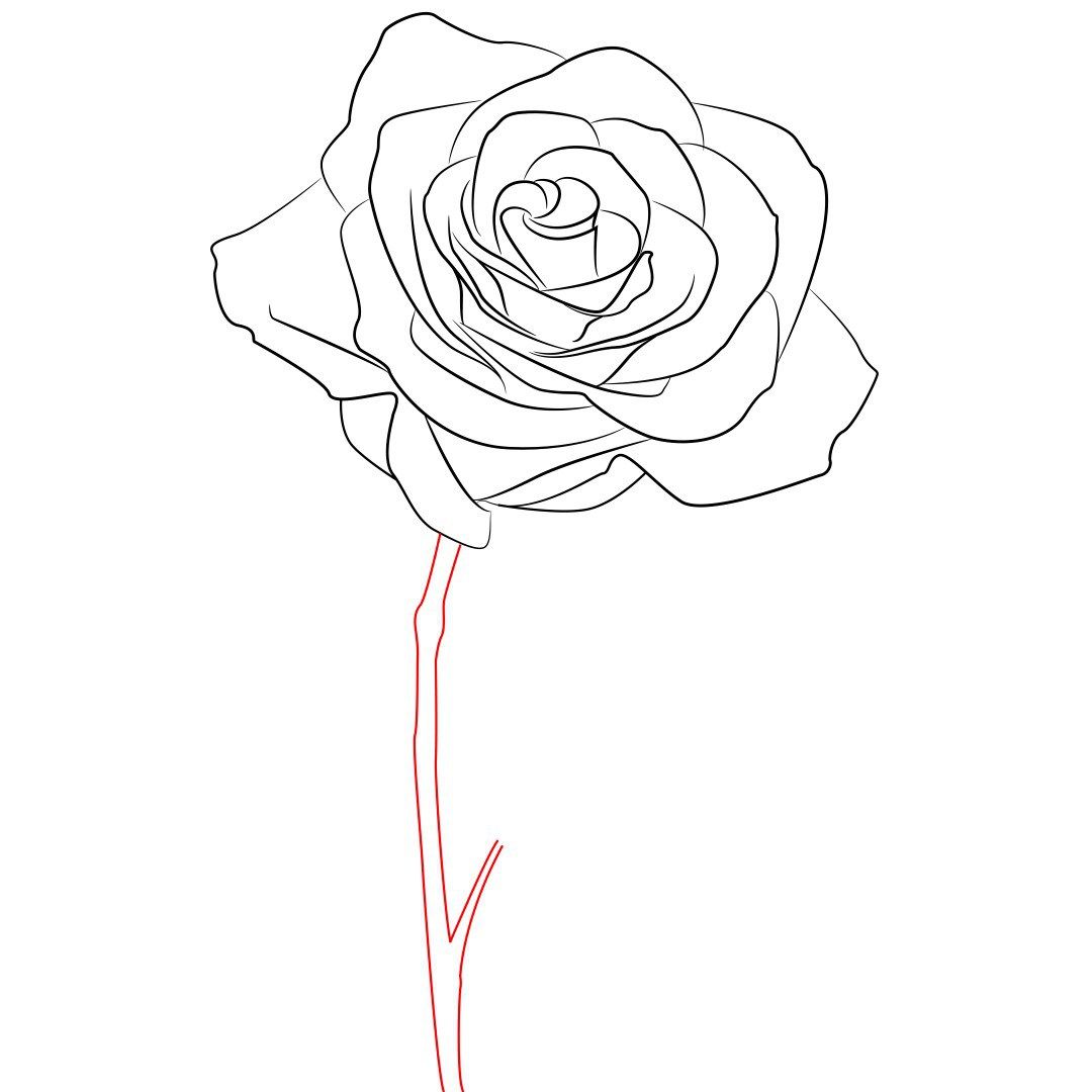 1080x1080 How To Draw A Rose Simple Step By Step Rose, Drawings And Art