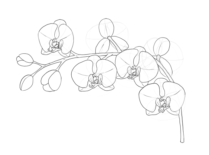 700x520 How To Draw Flowers The Sexy And Sultry Orchid