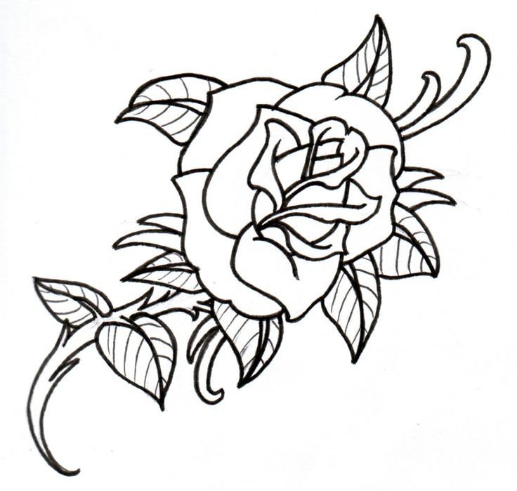 736x699 Rose Vine Drawings