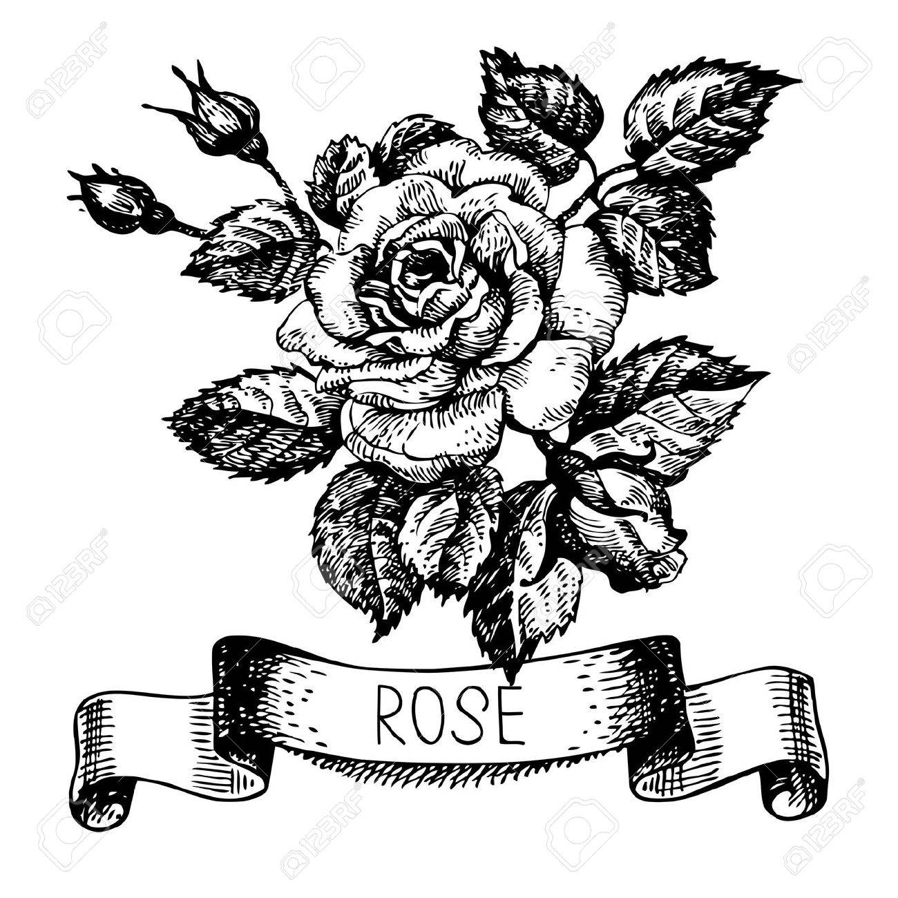 1300x1300 Sketch Floral Rose Banner With Ribbon. Hand Drawn Illustration