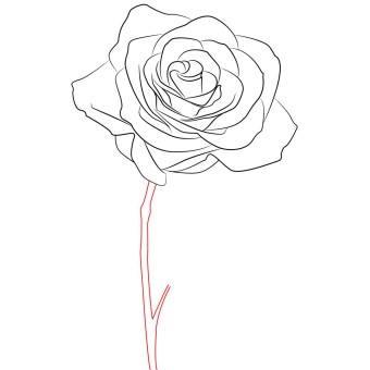 340x340 How To Draw A Rose Simple Step By Step Draw Central