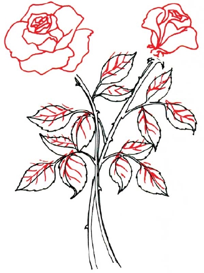 400x535 How To Draw A Rose In 5 Steps Drawings, Drawing Pics And Drawing