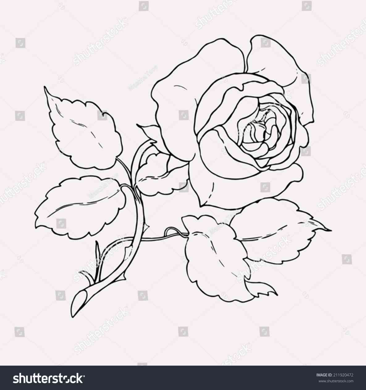 1185x1264 Red Rose With Stem Drawing Freespywarefixescom