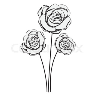 320x320 Rose Line Drawing Image Vector Illustration Design Stock Vector