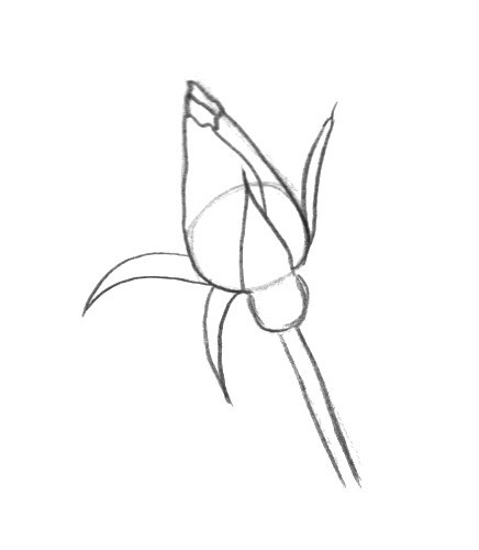 436x500 How Draw A Long Rose How