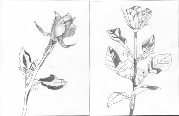 600x388 Botanical Illustrations