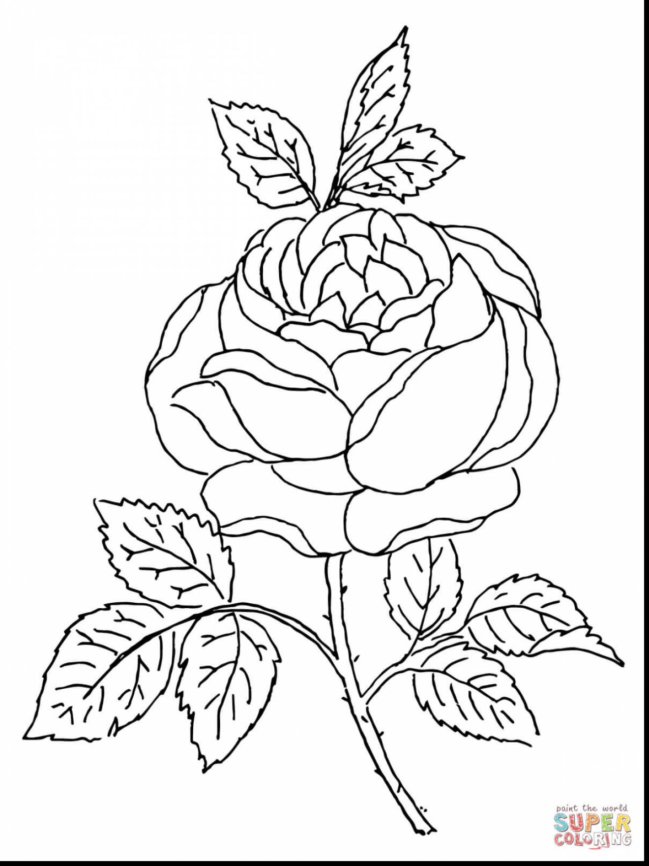 Rose With Thorns Drawing at GetDrawings | Free download