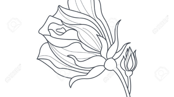 570x320 Simple Rose Bud Drawing Simple Line Drawing Rose Bud Stock Vector