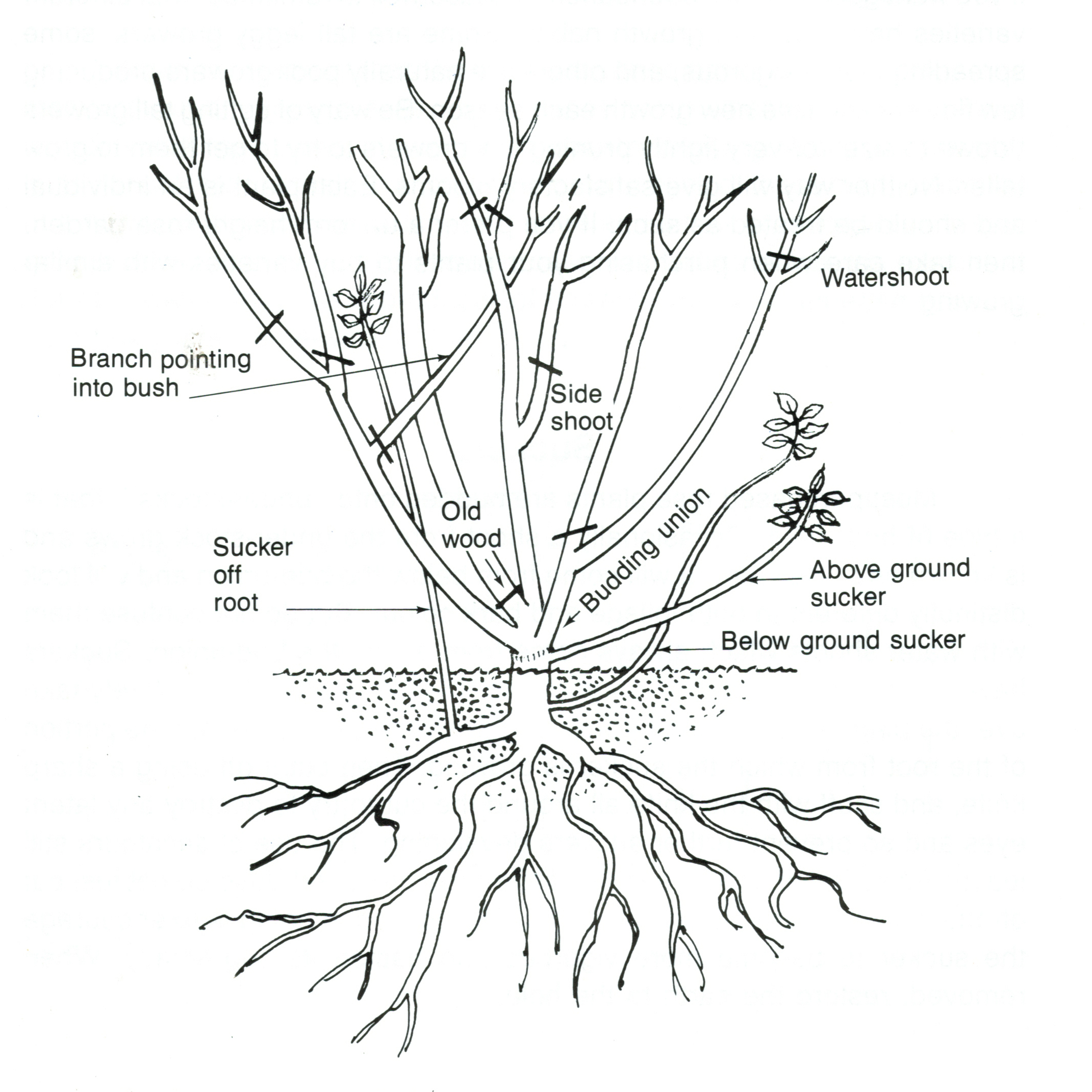 2141x2141 Drawn Rose Bush Leaf Many Interesting Cliparts