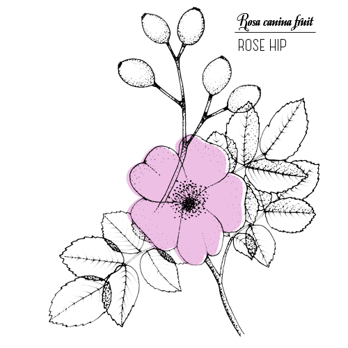 500x500 Drawn Rose Bush
