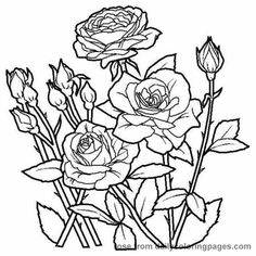 236x236 Rose Plant Drawing Images