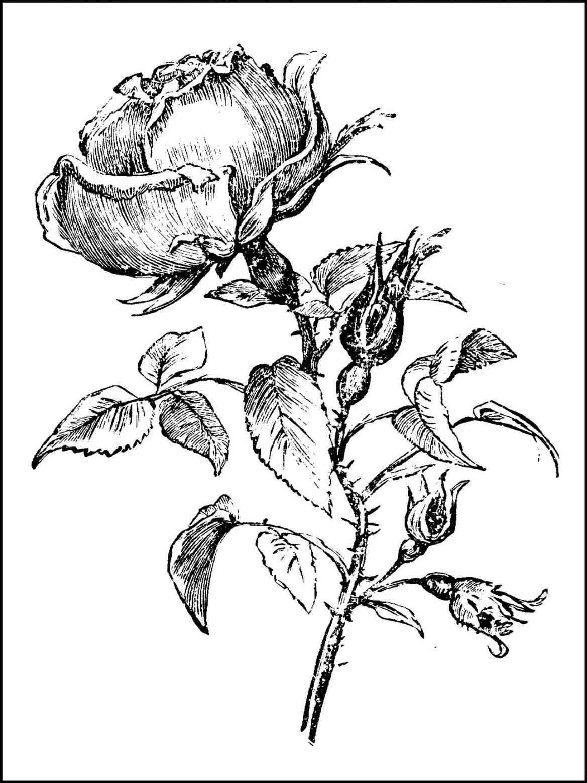 1169x1559 Best 25 Images For Flowers Ideas On Rose Flower Best 25