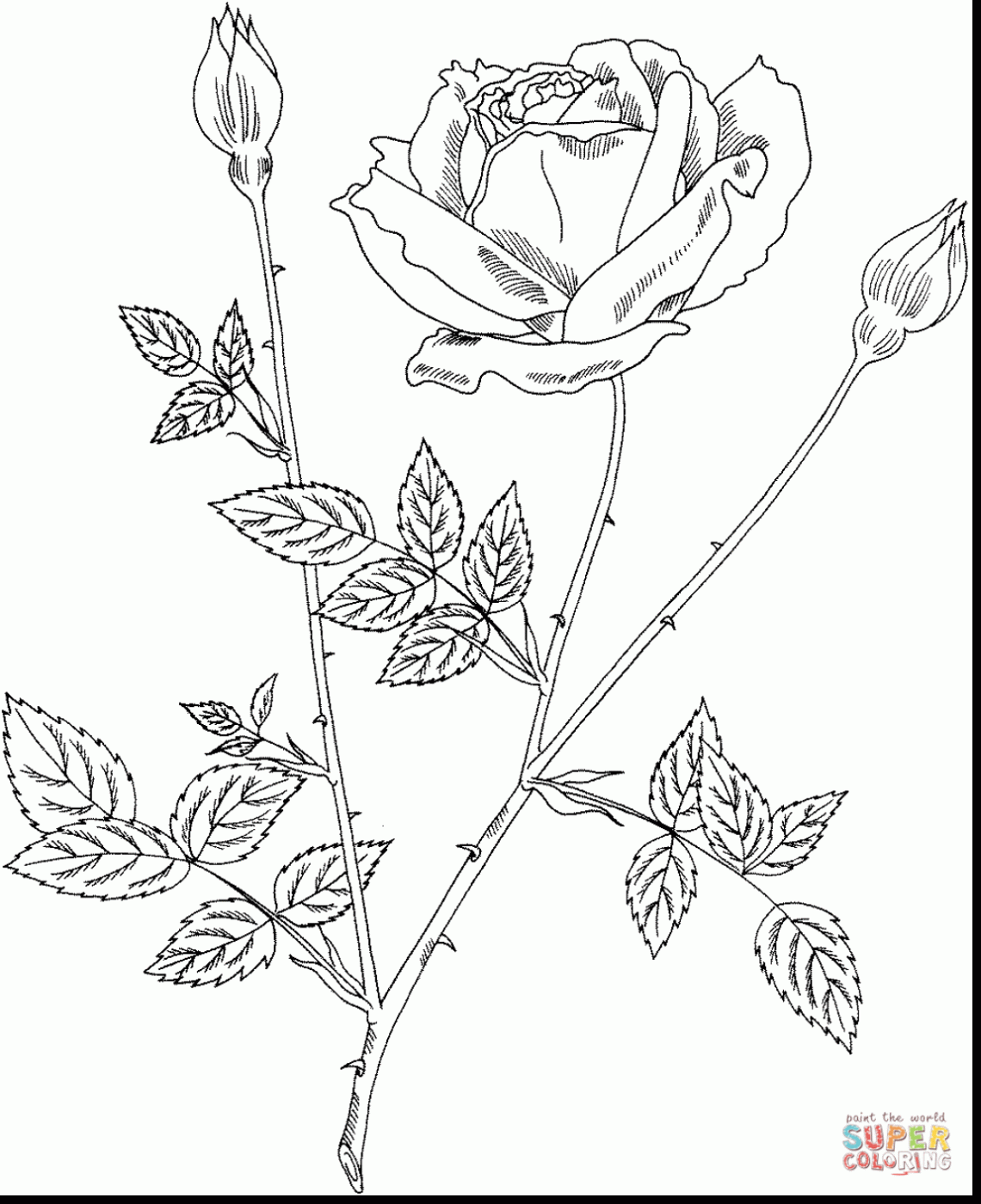 1140x1400 Remarkable Rose Bush Coloring Pages With Coloring Pages Of Roses
