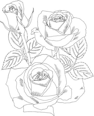 391x480 Rose Bush