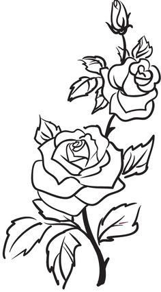 236x426 Rose Bush Drawing