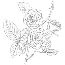 225x225 Simple Rose Bush Stem Drawing