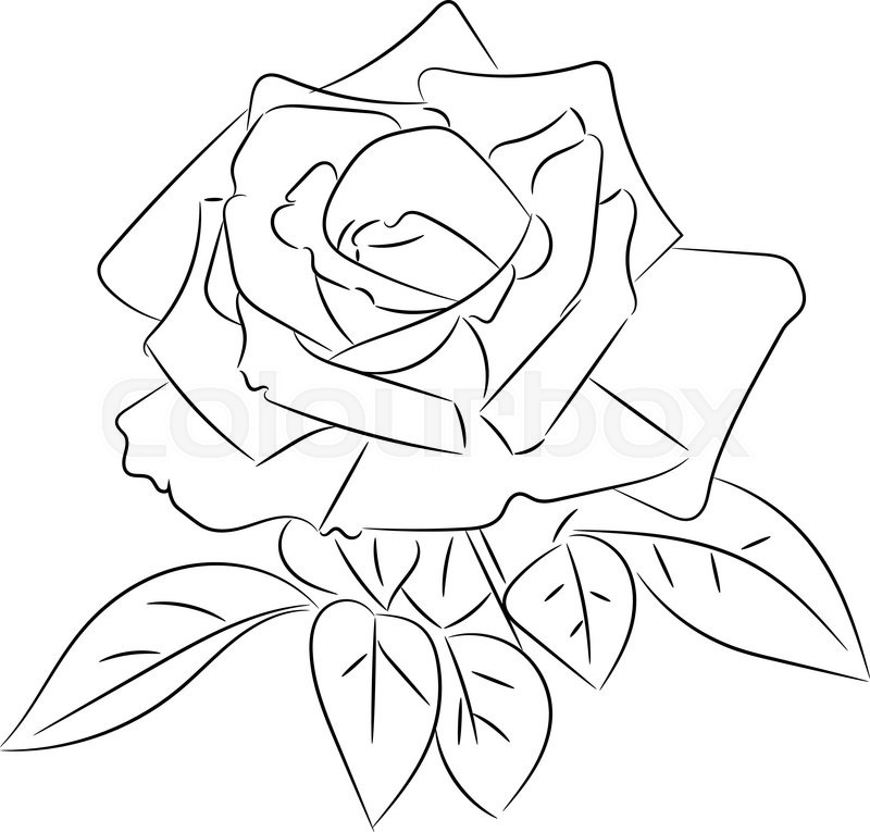 800x765 Black And White Roses Sketches, Vector Illustration. Stock