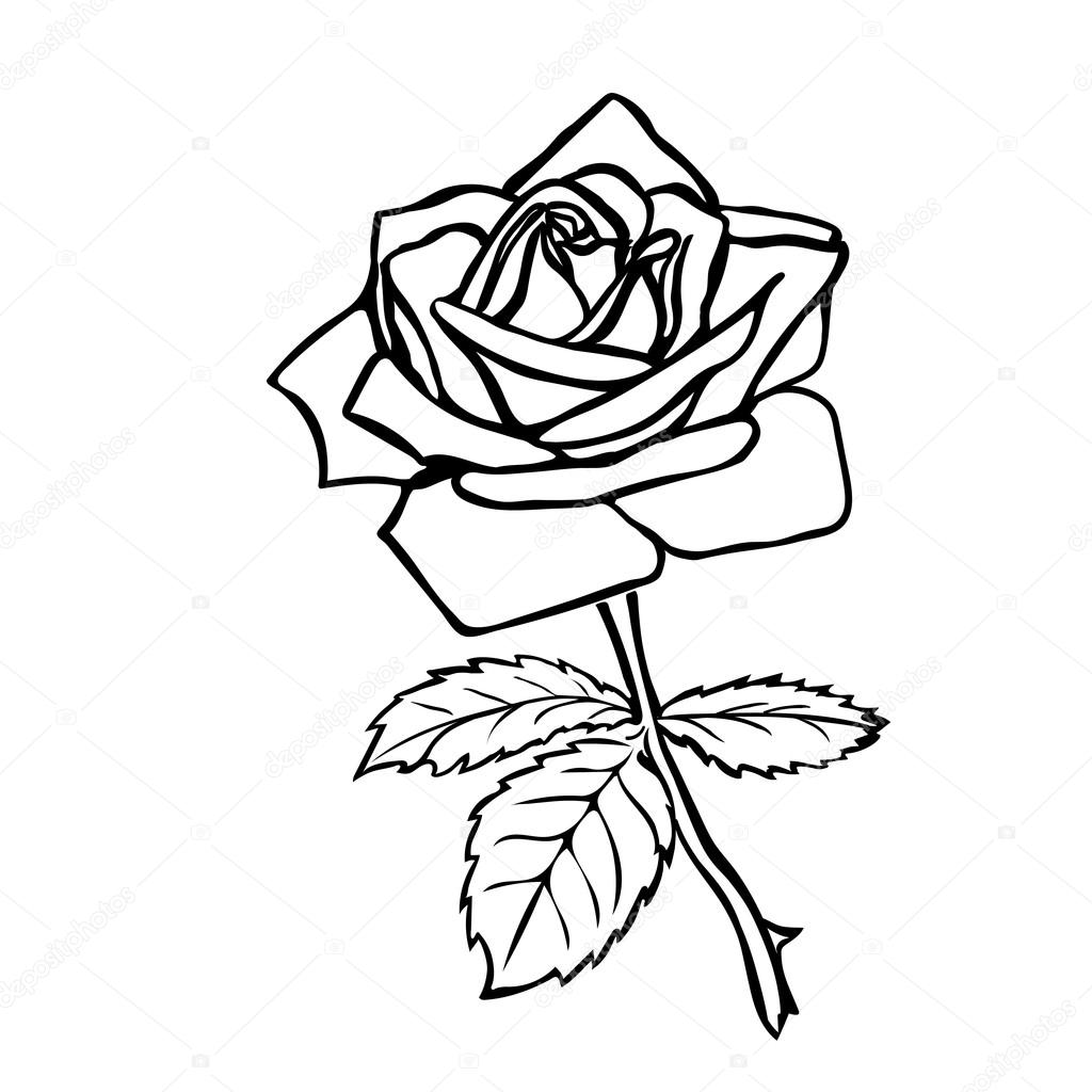 1024x1024 Rose Sketch. Stock Vector Likka