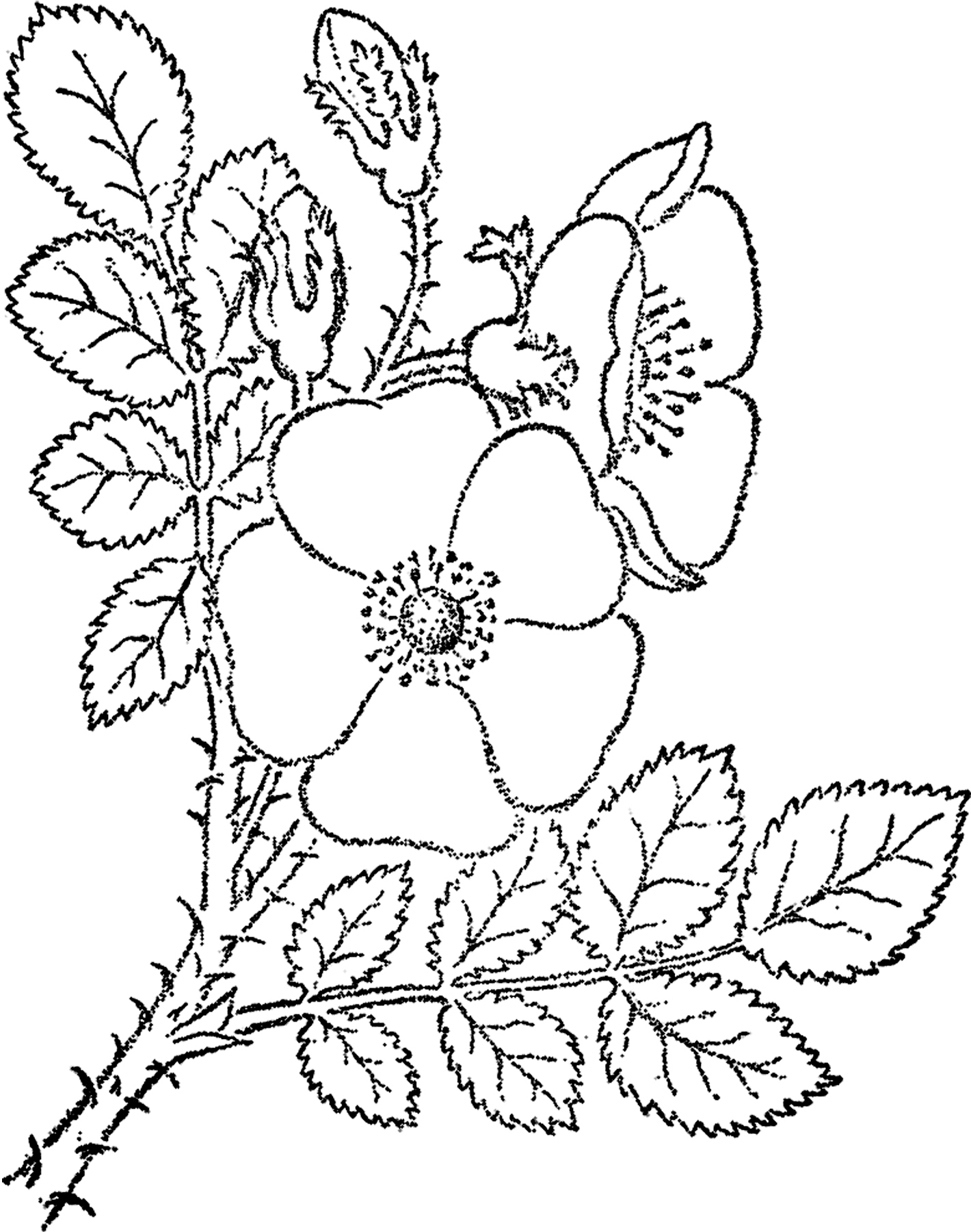 1420x1800 Wild Rose Sketch Image!