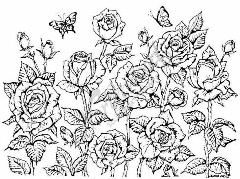 489x365 Drawn Rose Rose Cluster