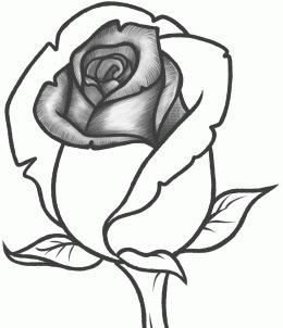 260x302 How To Sketch A Rose