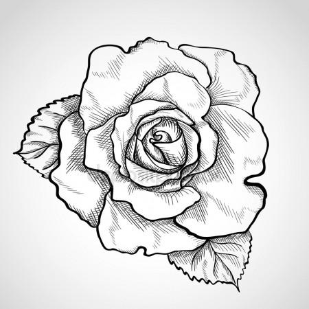 450x450 Sketch Rose Branch Stock Vector Werta.w