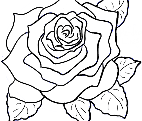 500x425 How To Draw The Rose How To Draw Roses Opening In Full Bloom Step