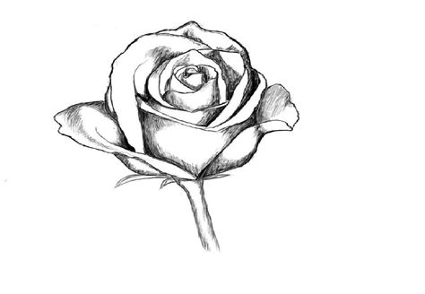 474x328 Love Roses Drawings Step By Step
