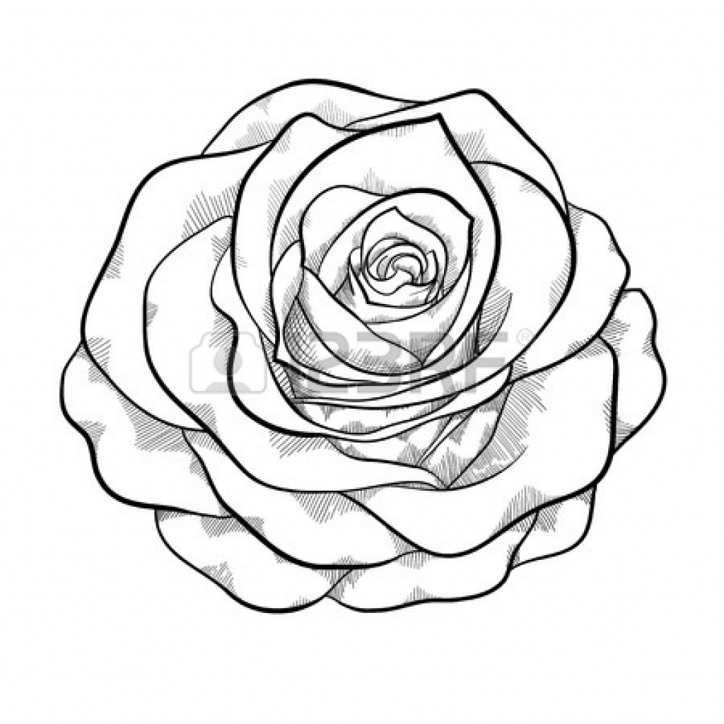 1024x1024 Black And White Roses Drawing