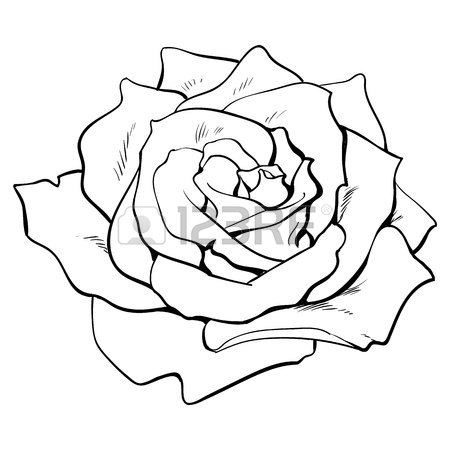 450x450 Deep Contour Rose Bud, Top View Sketch Style Vector Illustration