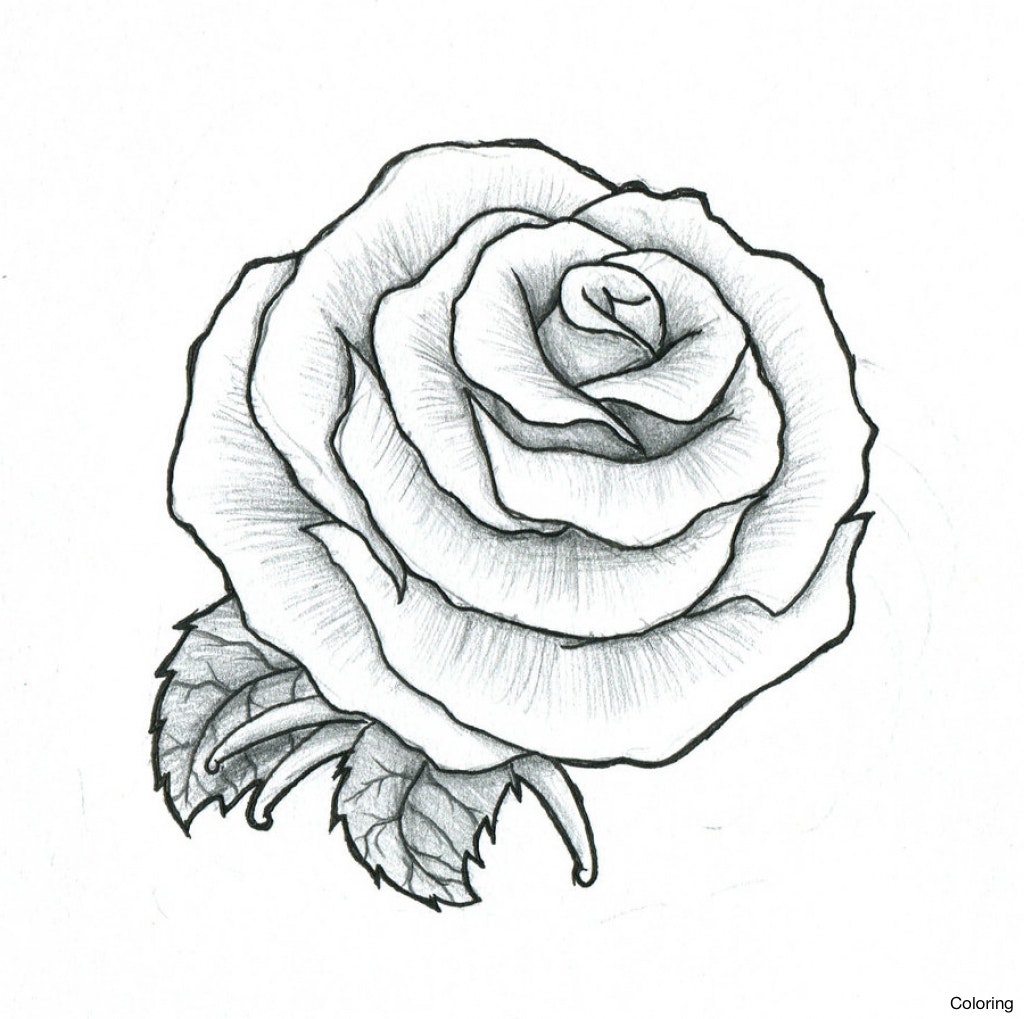 1024x1019 Rose Drawing Picture Tattoo Roses Tatto Stylizr Of Coloring 2f