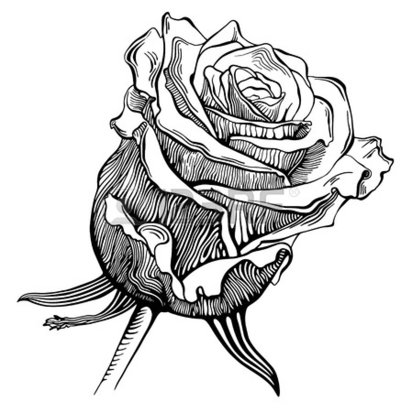1311x1350 Black And White Sketches Of Rose Trending Rose Drawing Tattoo