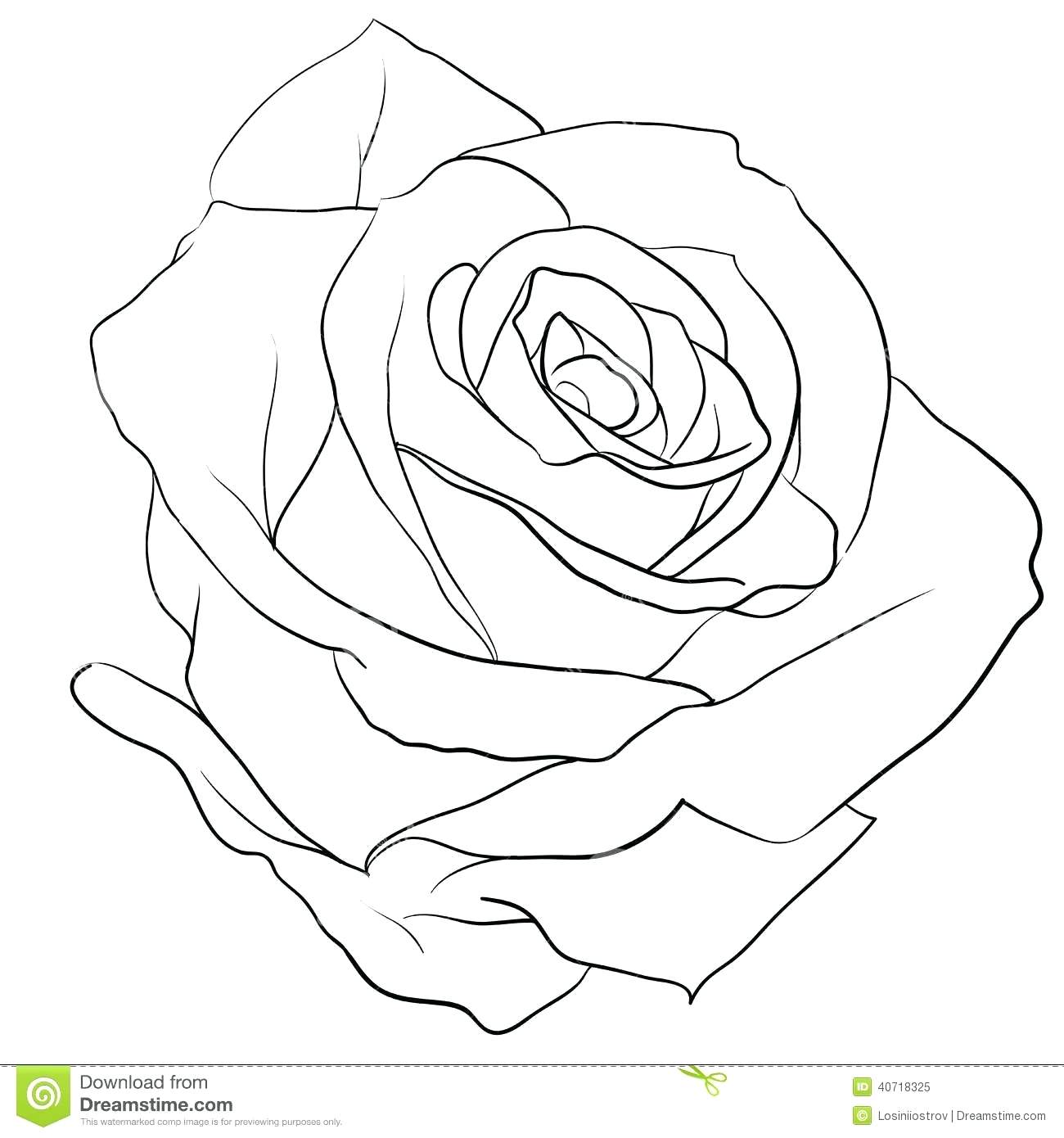1300x1390 Photos Rose Drawing Outline,