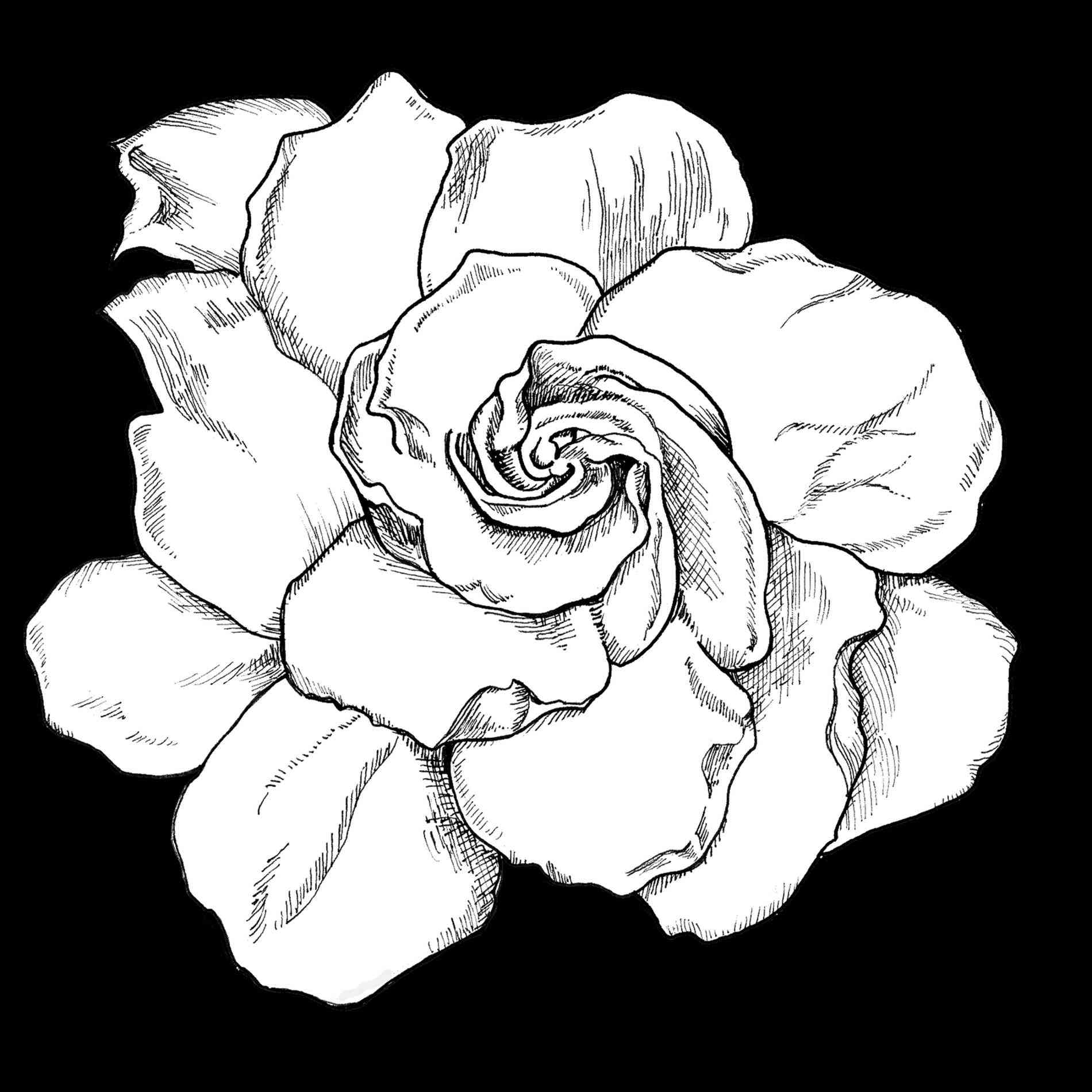 1900x1900 Easy Rose Drawings In Black And White Freespywarefixescom