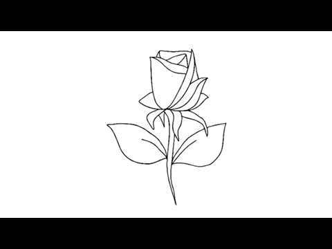480x360 How To Draw A Rose