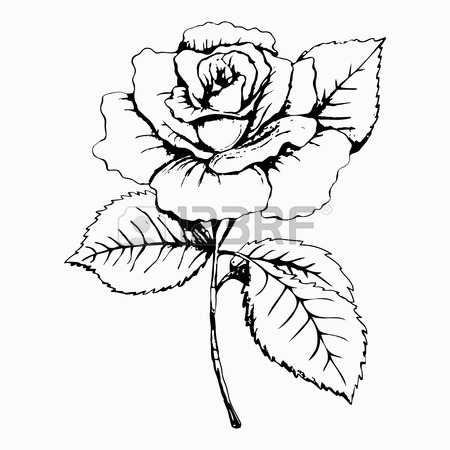 450x450 Flower Rose, Sketch, Painting. Hand Drawing. White Bud, Petals