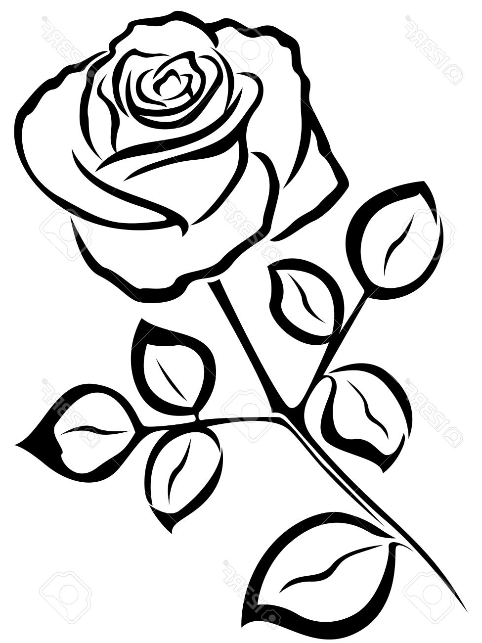 975x1300 Rose Flower Black And White Drawing Black Vector Outline Of Single