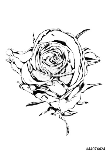 352x500 Rose Flower Drawing Art Illustration Black Stock Photo