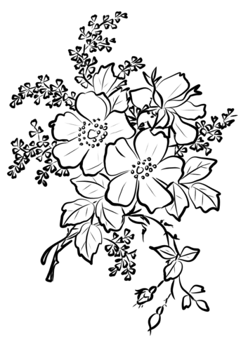343x480 Dog Rose Flowers Coloring Page Free Printable Coloring Pages