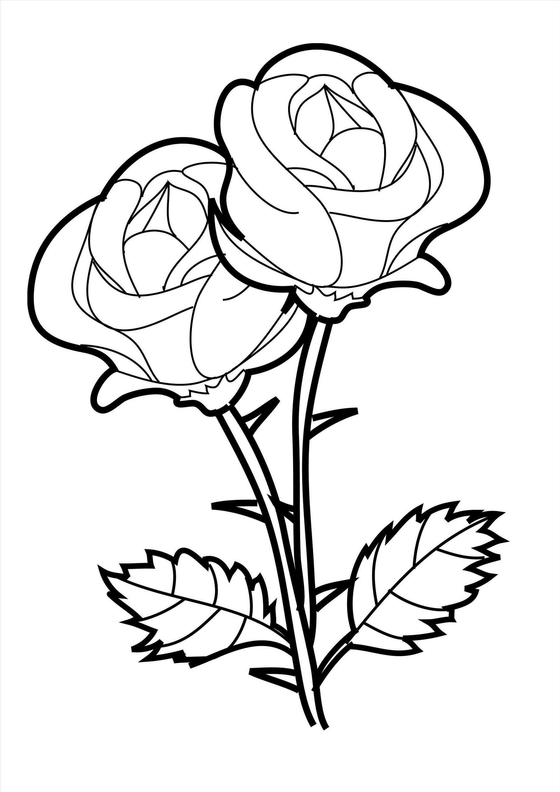1899x2687 Easy Rose Drawings Easy Rose Drawing Steps