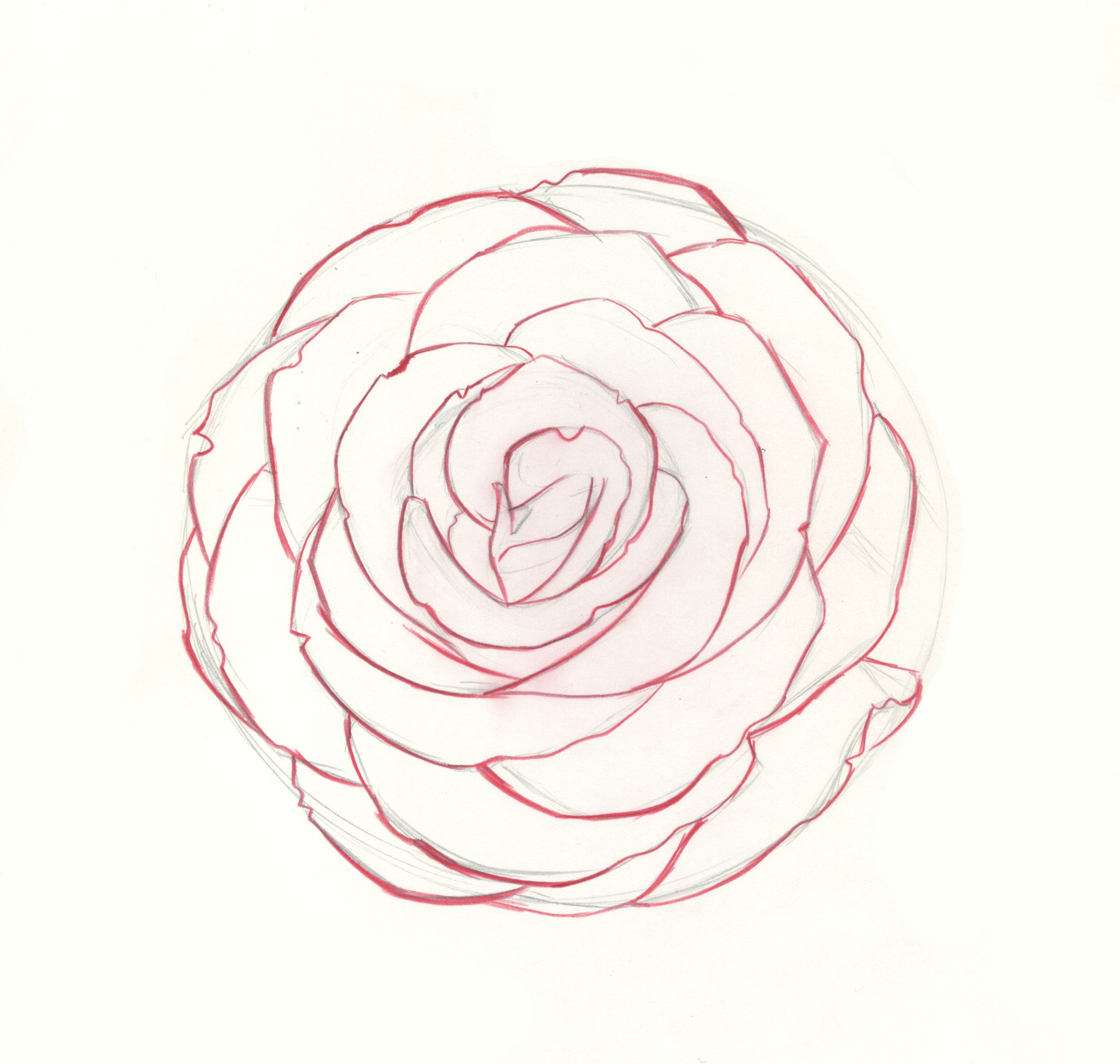 2836x2695 How To Draw Roses