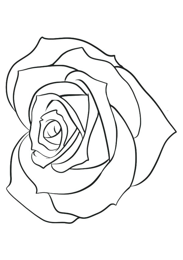 Roses For Beginners Drawing at GetDrawings | Free download