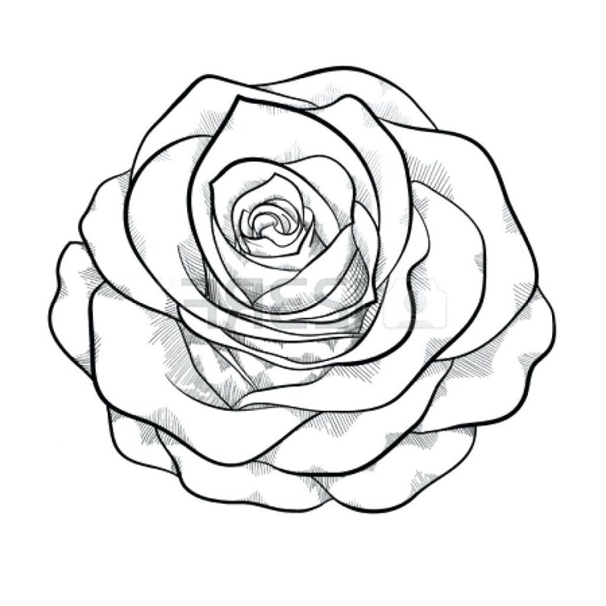 878x878 Rose Outlines