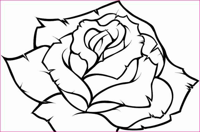 642x425 Step By Step Drawing Roses Easy Simple Image Gallery