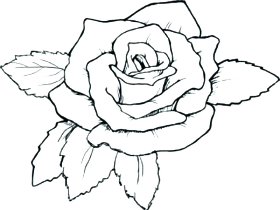 970x728 Coloring Pictures Of Roses Bluebird Coloring Page Draw Coloring