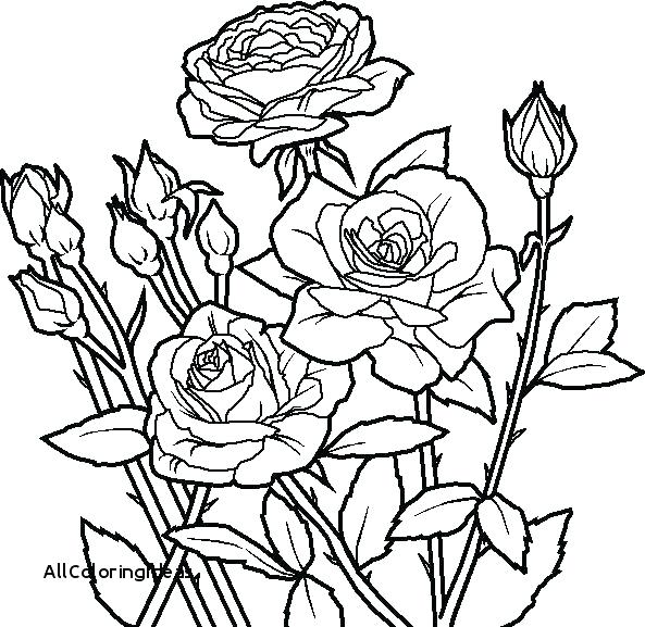 593x577 Coloring Pages Roses And Hearts Amazing Rose Drawing Coloring Page