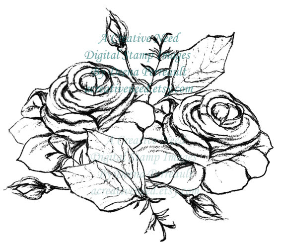 570x501 Drawn Rose Rose Cluster