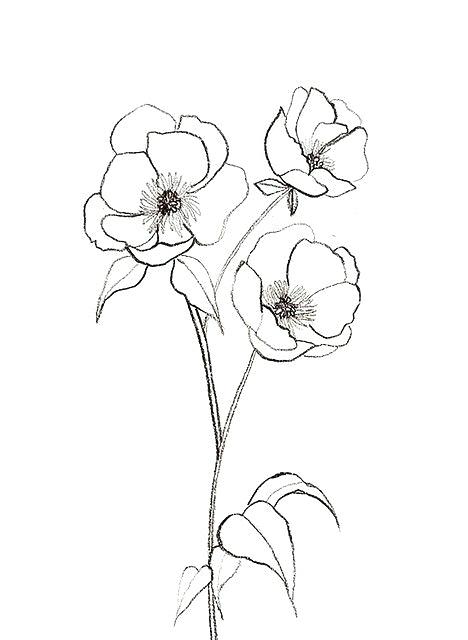 468x640 Flowers Drawing Drawing Of A Flower 6 Nice Design Draw Flower Step