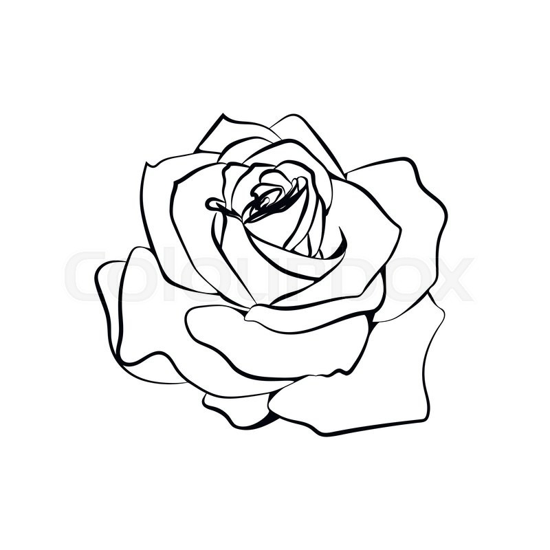 800x800 Rose Sketch. Black Outline On White Background. Vector